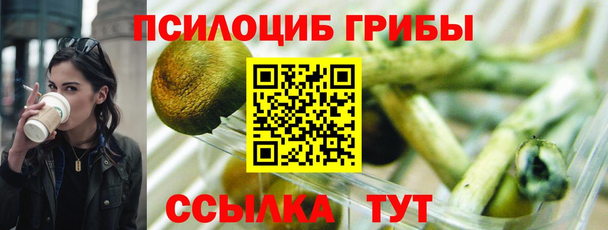 Галлюциногенные грибы Psilocybe  Дмитров 